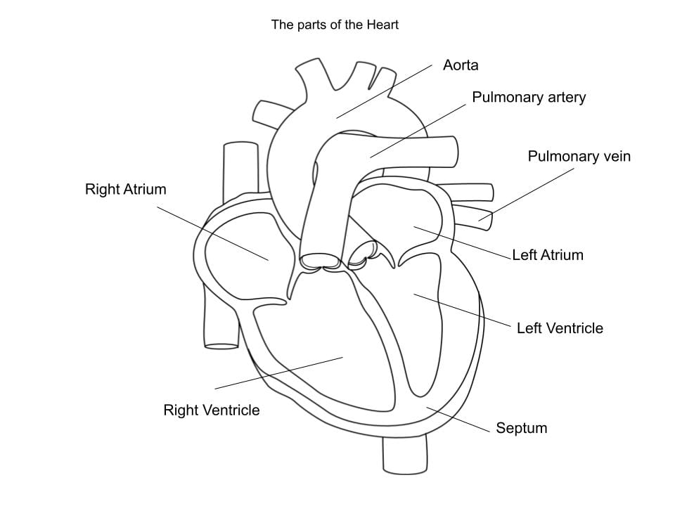 The awesome parts of the heart – Amelia @ Glen Innes School